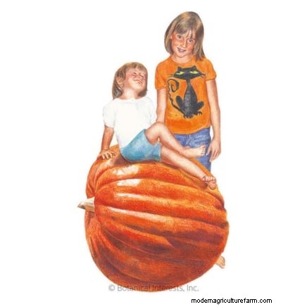 Pumpkin Watering Guide: Best Practices for a Bountiful Harvest