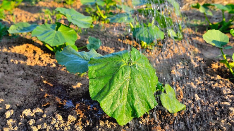 Pumpkin Watering Guide: Best Practices for a Bountiful Harvest