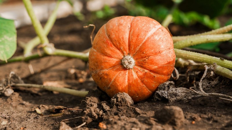 Pumpkin Watering Guide: Best Practices for a Bountiful Harvest