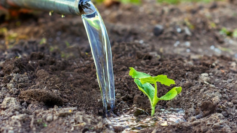 Pumpkin Watering Guide: Best Practices for a Bountiful Harvest