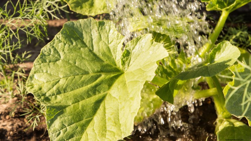 Pumpkin Watering Guide: Best Practices for a Bountiful Harvest