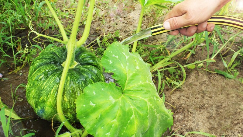 Pumpkin Watering Guide: Best Practices for a Bountiful Harvest