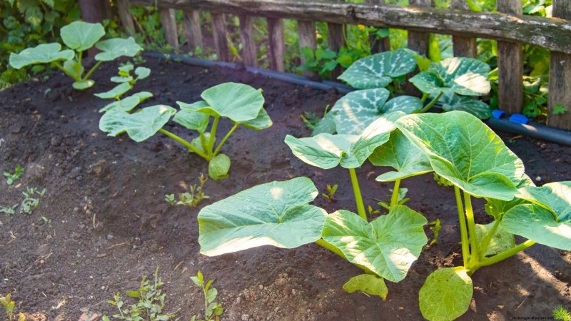 Pumpkin Watering Guide: Best Practices for a Bountiful Harvest