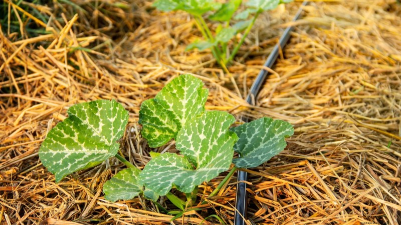Pumpkin Watering Guide: Best Practices for a Bountiful Harvest