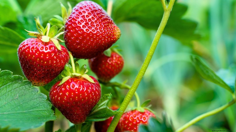 Protect Your Strawberries: Identifying & Controlling 7 Common Pests