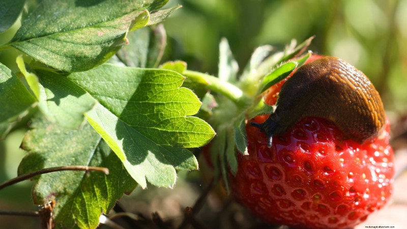 Protect Your Strawberries: Identifying & Controlling 7 Common Pests