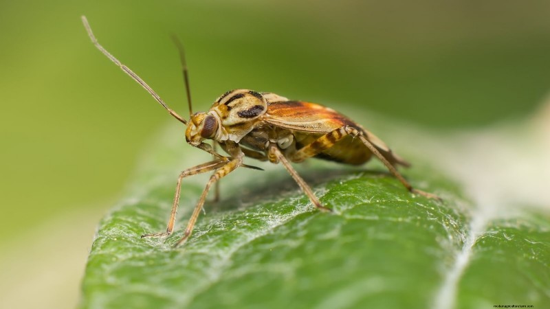 Protect Your Strawberries: Identifying & Controlling 7 Common Pests