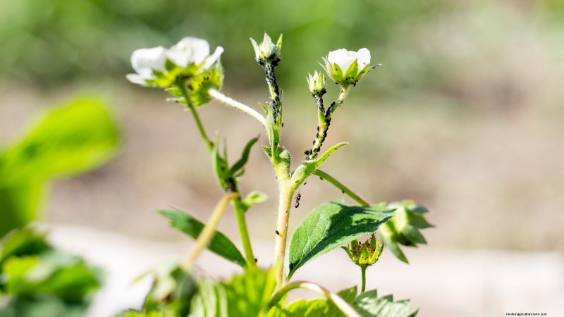 Protect Your Strawberries: Identifying & Controlling 7 Common Pests