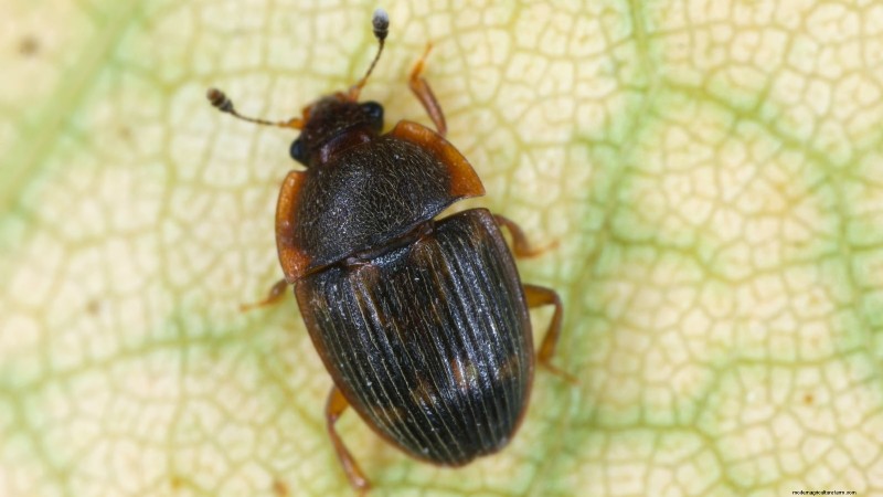 Protect Your Strawberries: Identifying & Controlling 7 Common Pests