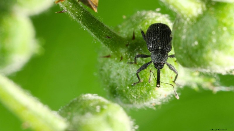 Protect Your Strawberries: Identifying & Controlling 7 Common Pests