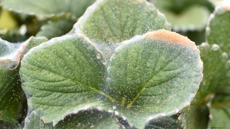 Protect Your Strawberries: Identifying & Controlling 7 Common Pests