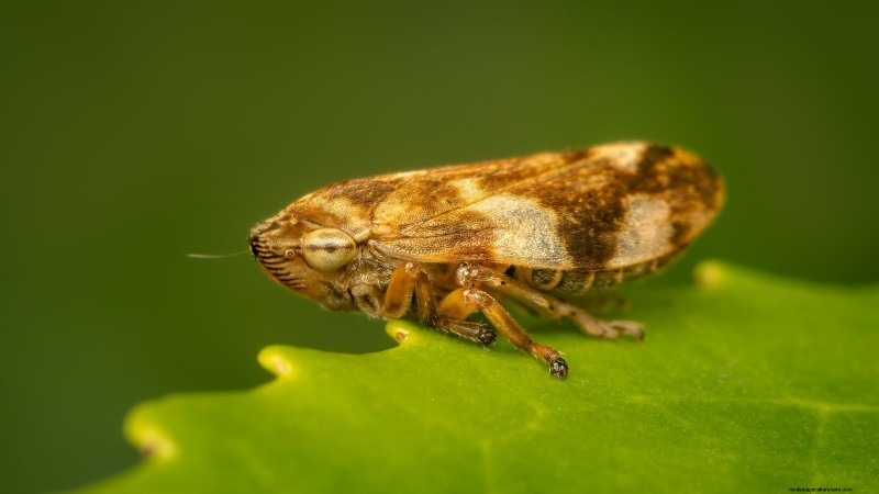 Protect Your Strawberries: Identifying & Controlling 7 Common Pests