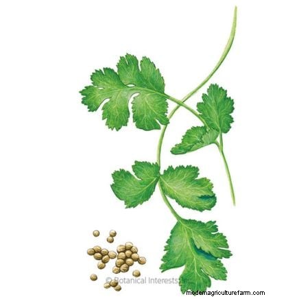 Cilantro Care: Expert Tips for a Bountiful Summer Harvest