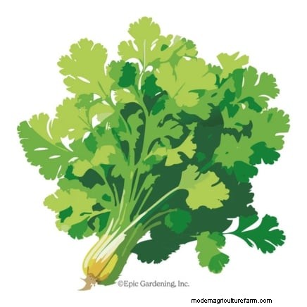 Cilantro Care: Expert Tips for a Bountiful Summer Harvest