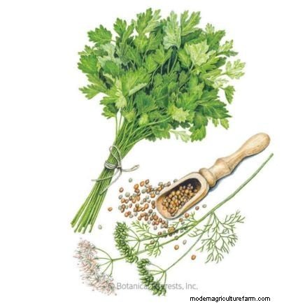 Cilantro Care: Expert Tips for a Bountiful Summer Harvest