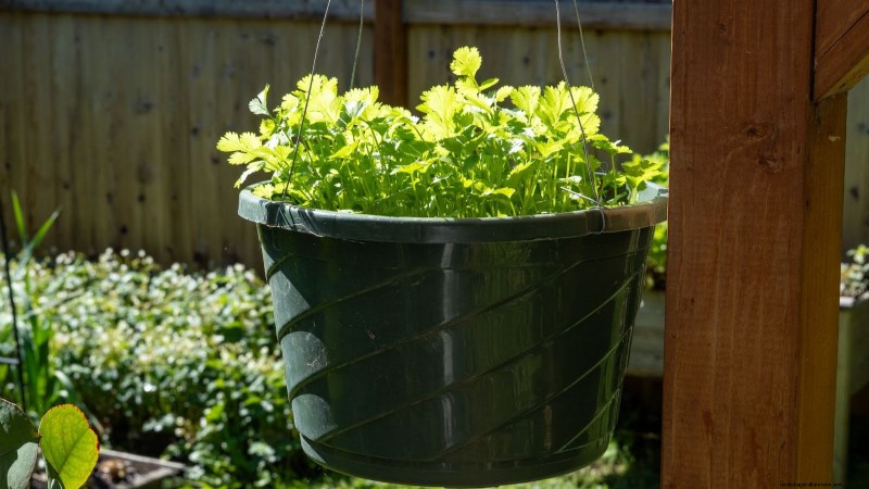 Cilantro Care: Expert Tips for a Bountiful Summer Harvest