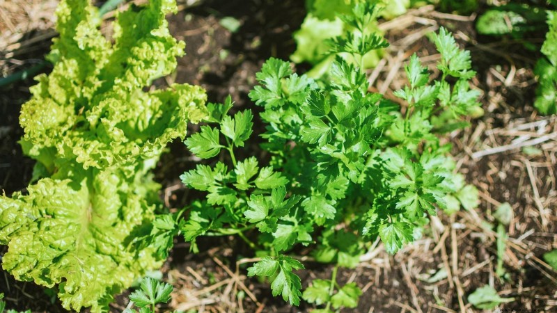 Cilantro Care: Expert Tips for a Bountiful Summer Harvest
