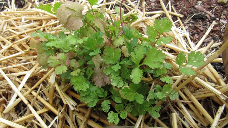 Cilantro Care: Expert Tips for a Bountiful Summer Harvest
