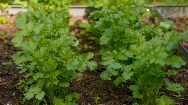 Cilantro Care: Expert Tips for a Bountiful Summer Harvest