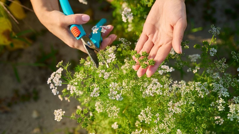 Cilantro Care: Expert Tips for a Bountiful Summer Harvest