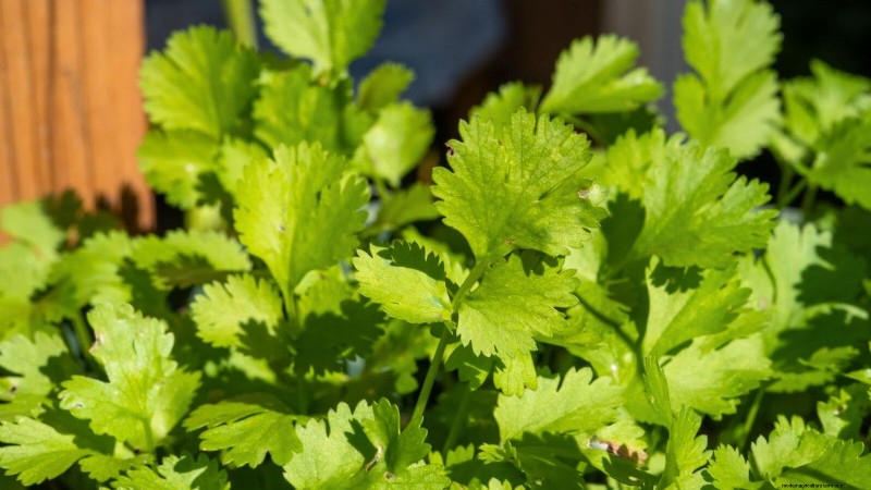 Cilantro Care: Expert Tips for a Bountiful Summer Harvest