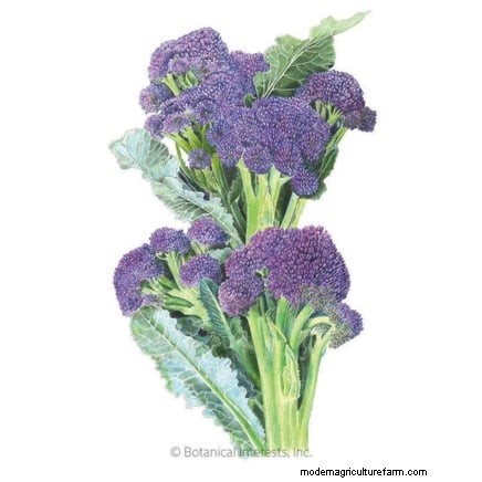 Best Heat-Tolerant Broccoli Varieties for Summer Planting