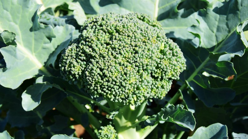 Best Heat-Tolerant Broccoli Varieties for Summer Planting