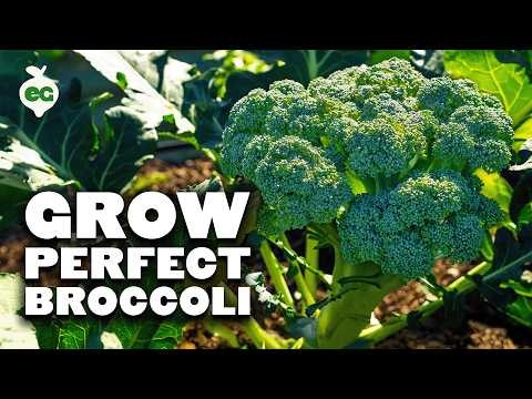 Best Heat-Tolerant Broccoli Varieties for Summer Planting