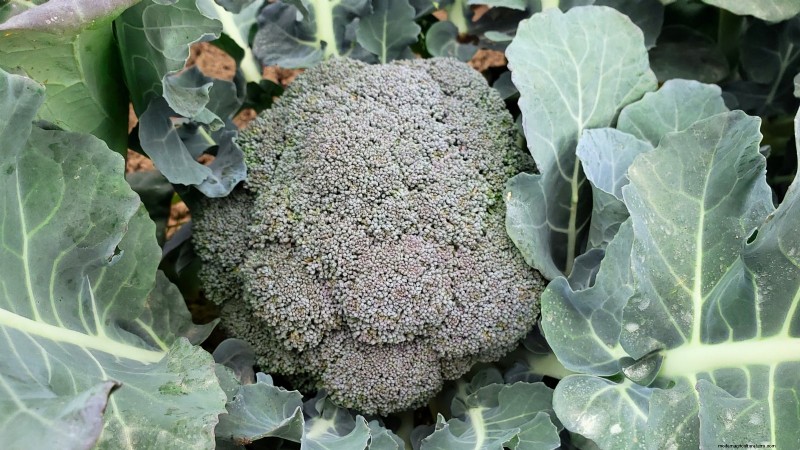 Best Heat-Tolerant Broccoli Varieties for Summer Planting