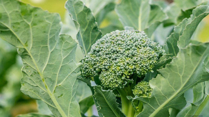 Best Heat-Tolerant Broccoli Varieties for Summer Planting