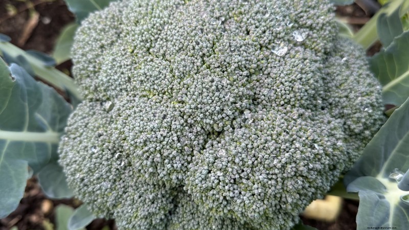 Best Heat-Tolerant Broccoli Varieties for Summer Planting