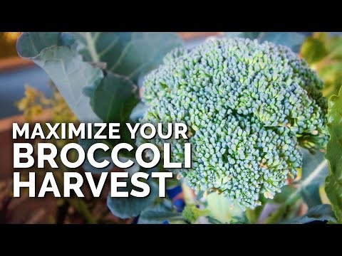 Best Heat-Tolerant Broccoli Varieties for Summer Planting