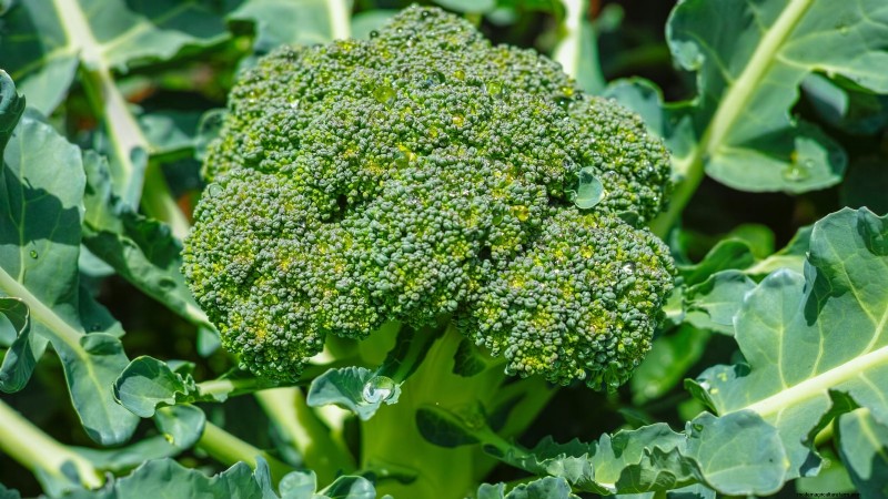 Best Heat-Tolerant Broccoli Varieties for Summer Planting
