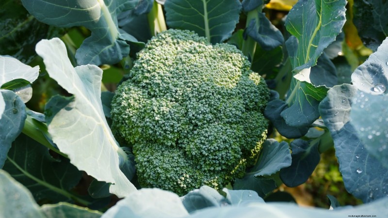 Best Heat-Tolerant Broccoli Varieties for Summer Planting