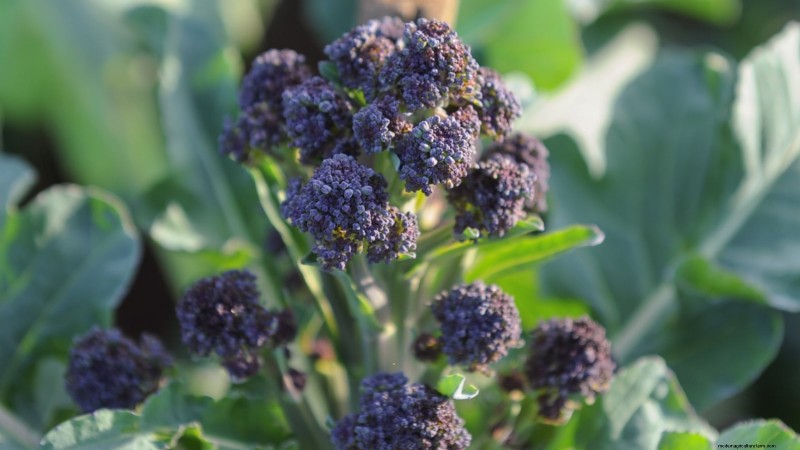 Best Heat-Tolerant Broccoli Varieties for Summer Planting