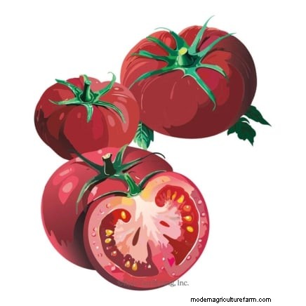 Best Slicer Tomatoes to Grow: Top 15 Varieties for Juicy Slices