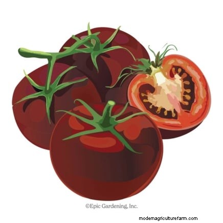 Best Slicer Tomatoes to Grow: Top 15 Varieties for Juicy Slices