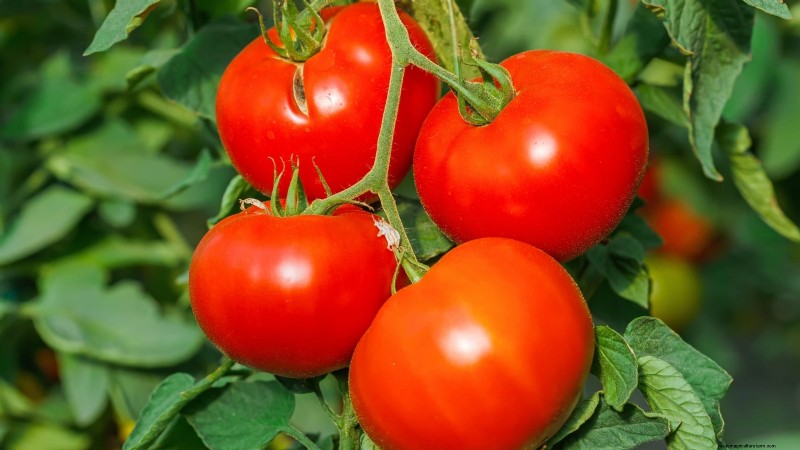Best Slicer Tomatoes to Grow: Top 15 Varieties for Juicy Slices