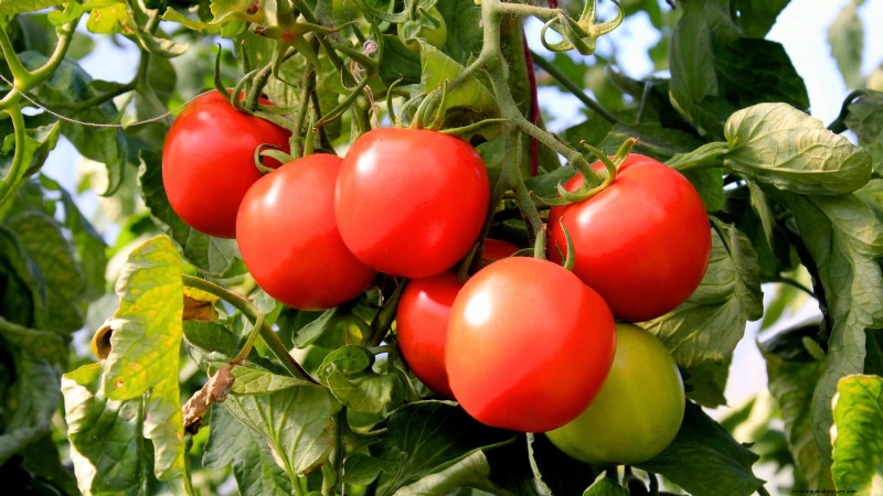 Best Slicer Tomatoes to Grow: Top 15 Varieties for Juicy Slices