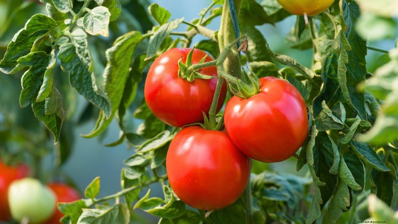 Best Slicer Tomatoes to Grow: Top 15 Varieties for Juicy Slices