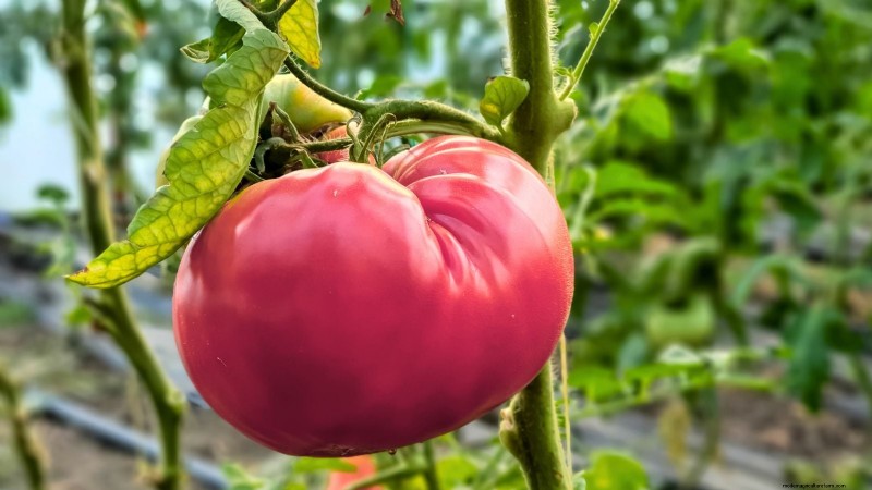 Best Slicer Tomatoes to Grow: Top 15 Varieties for Juicy Slices