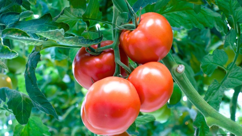 Best Slicer Tomatoes to Grow: Top 15 Varieties for Juicy Slices