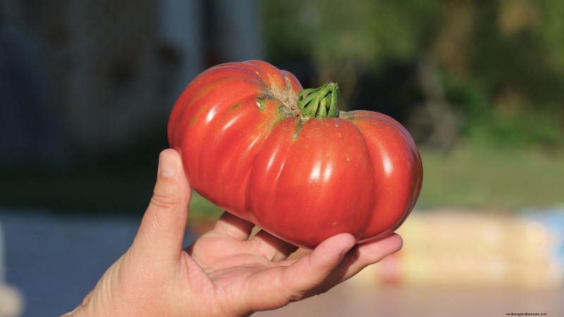 Best Slicer Tomatoes to Grow: Top 15 Varieties for Juicy Slices