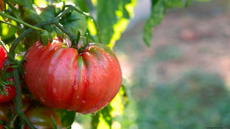 Best Slicer Tomatoes to Grow: Top 15 Varieties for Juicy Slices