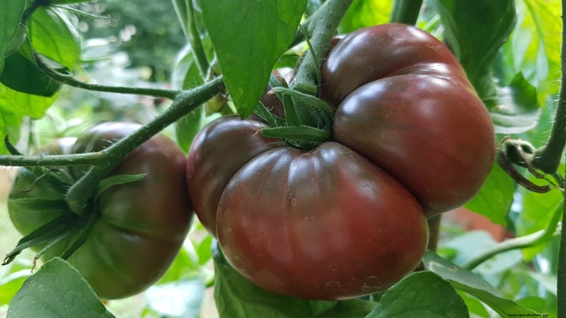 Best Slicer Tomatoes to Grow: Top 15 Varieties for Juicy Slices
