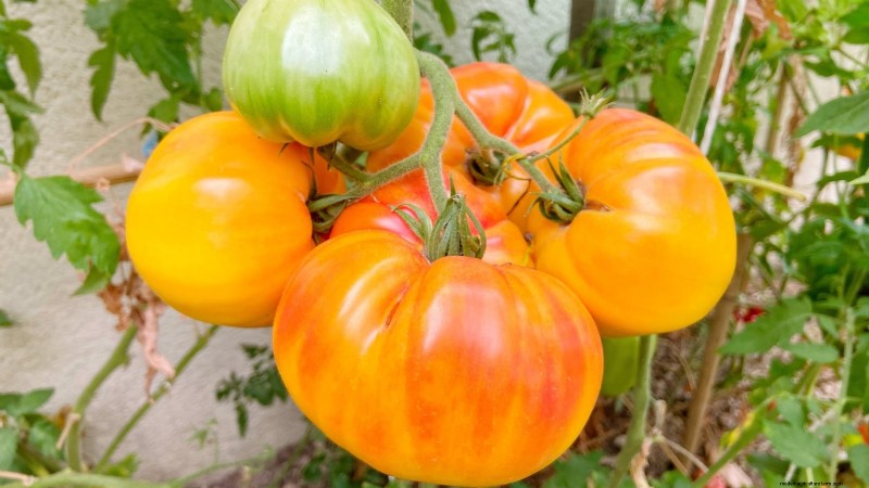 Best Slicer Tomatoes to Grow: Top 15 Varieties for Juicy Slices