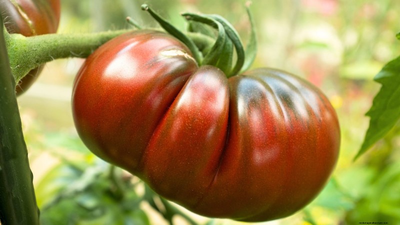 Best Slicer Tomatoes to Grow: Top 15 Varieties for Juicy Slices