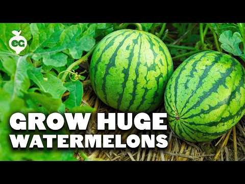 Direct Sowing Watermelon Seeds: A Beginner s Guide