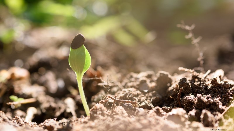 Direct Sowing Watermelon Seeds: A Beginner s Guide