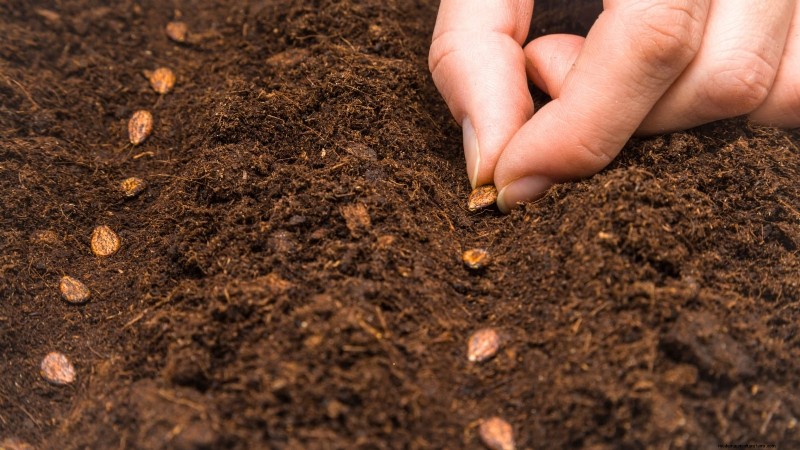 Direct Sowing Watermelon Seeds: A Beginner s Guide